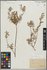 Foto von Salix repens subsp. incubacea (L.) A. Neumann